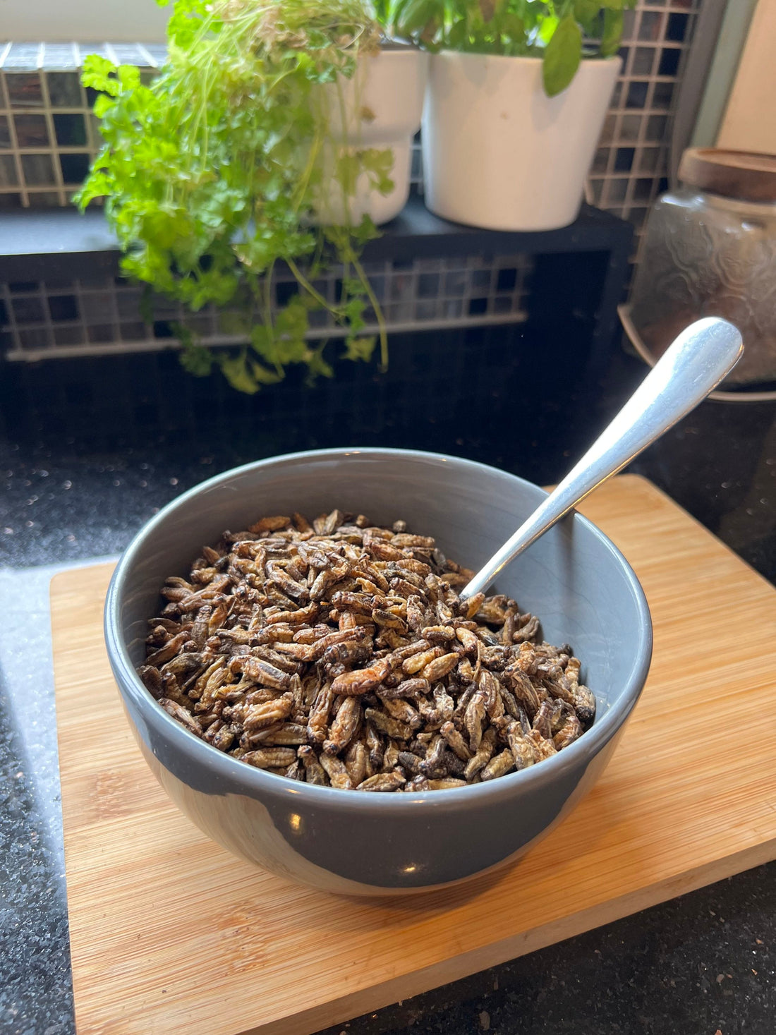 Busting Myths About Eating Insects: A Closer Look at Cricket Protein