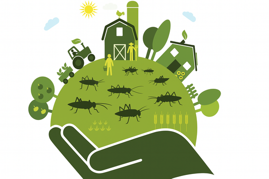 What Makes Protein Sustainable? A Guide to Greener Gains