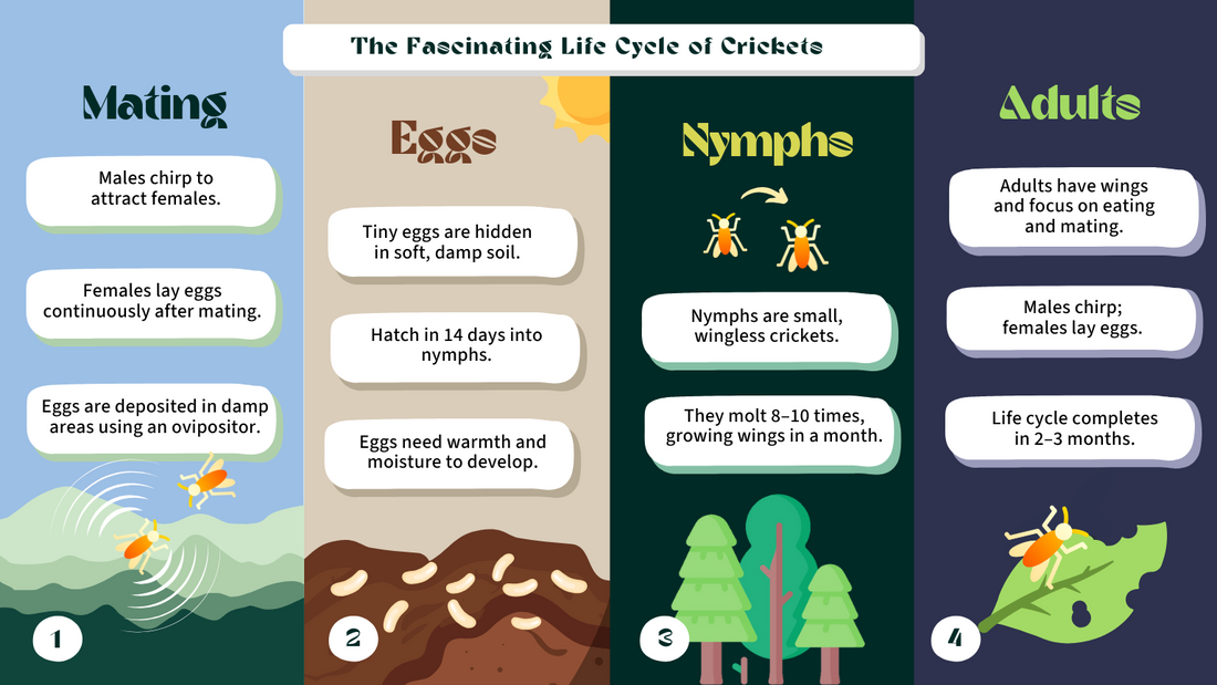 The Life Cycle of a Farmed Cricket: From Egg to Protein Powerhouse