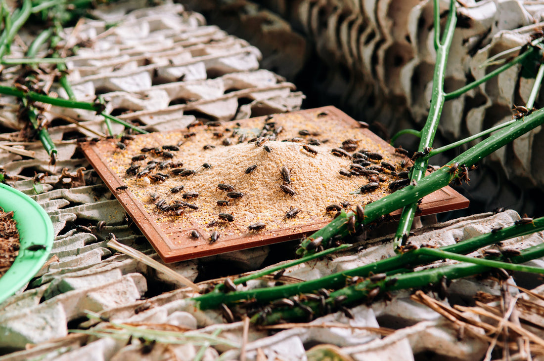 Cricket Protein: A Sustainable and Nutritious Alternative